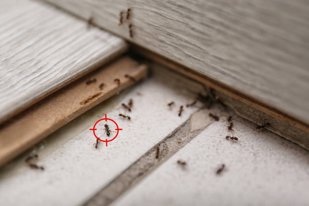 Best Pest Removal Services  in Lake Erie Beach, NY